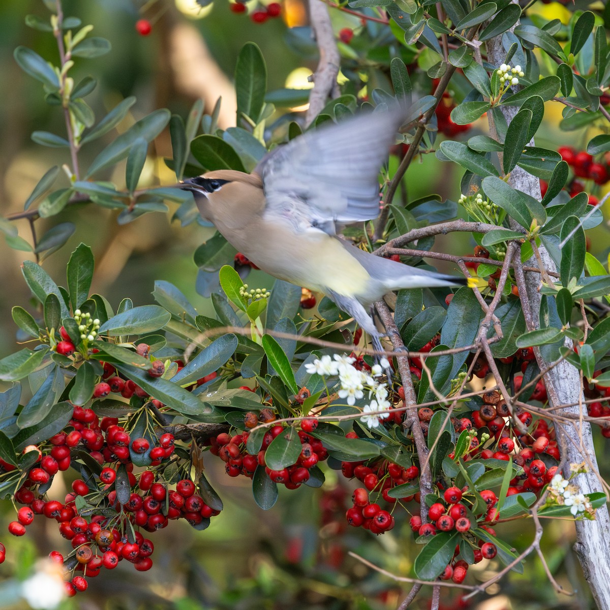 ヒメレンジャク - ML650957862