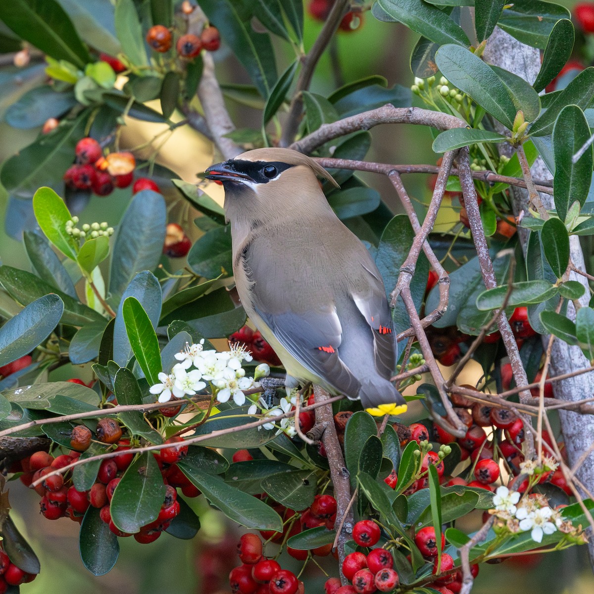 ヒメレンジャク - ML650957902