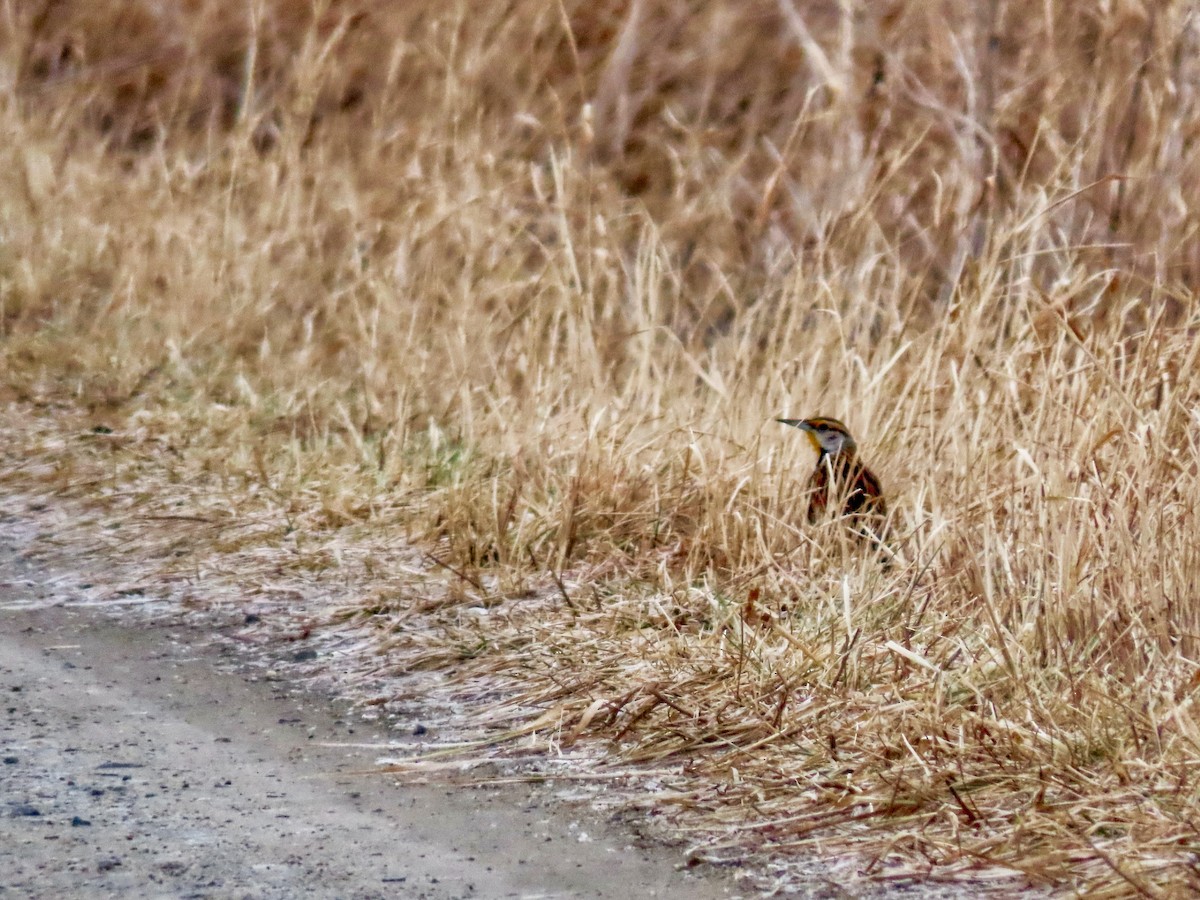 ヒガシマキバドリ - ML650958003