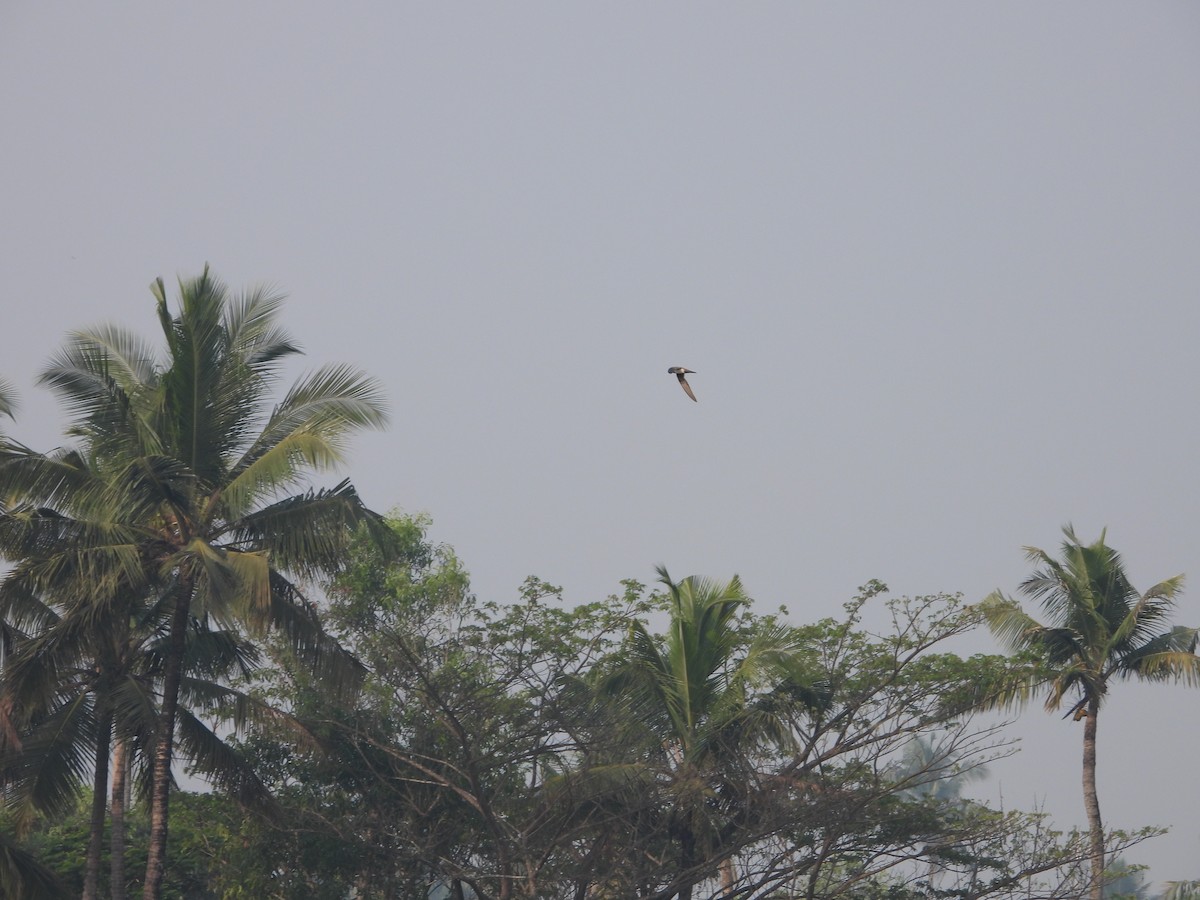 Alpine Swift - ML650958107