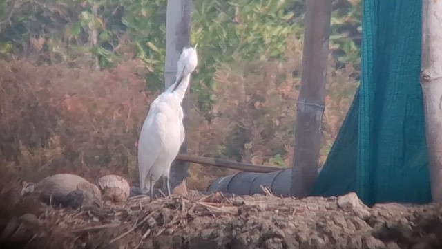 Aigrette de Chine - ML650958126