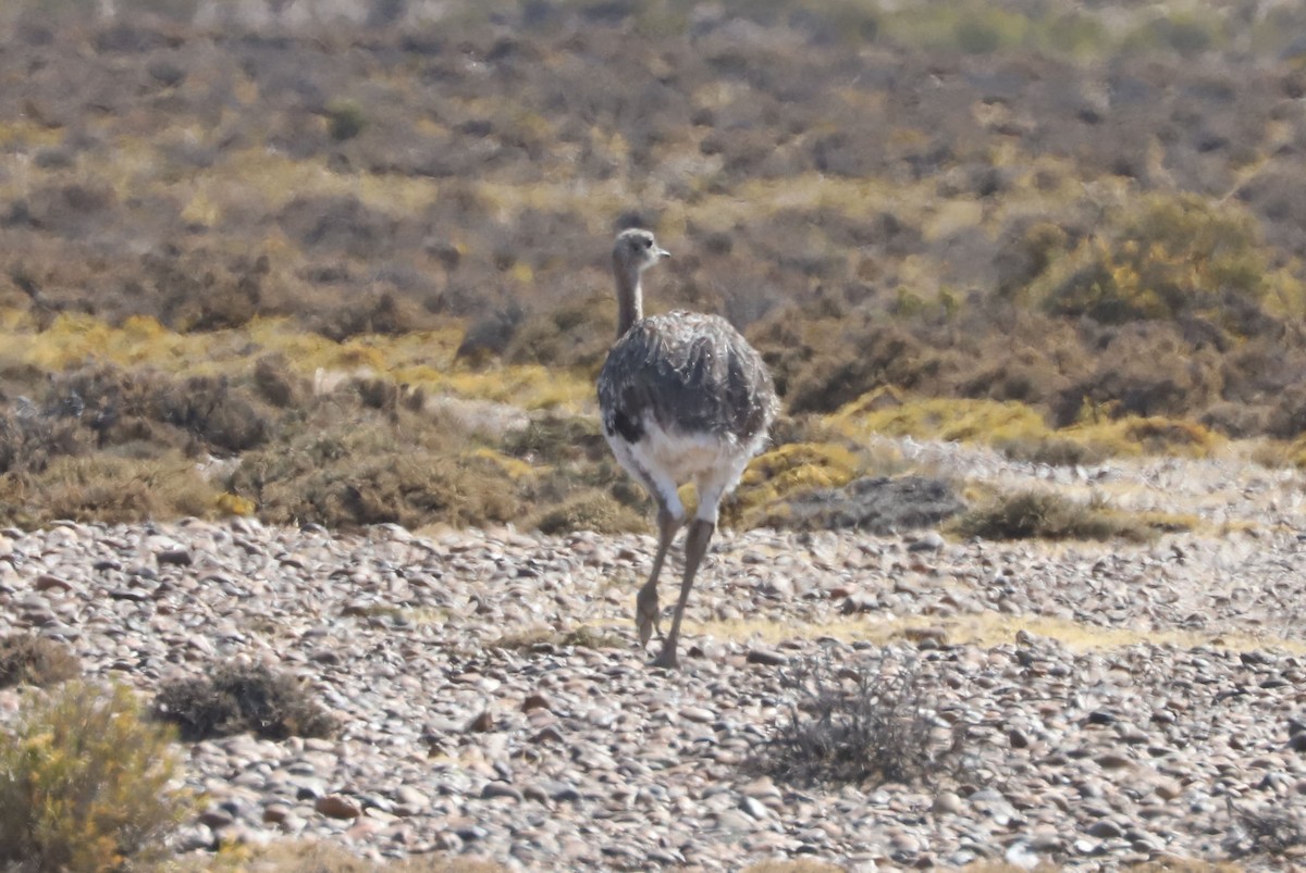 Дарвинов нанду - ML650958174