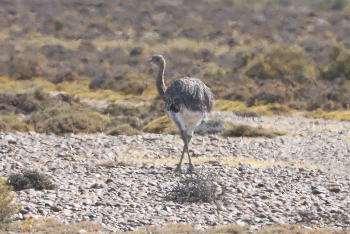 Дарвинов нанду - ML650958175