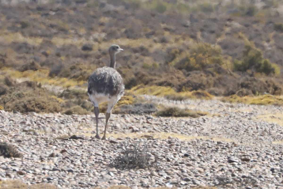 Дарвинов нанду - ML650958176