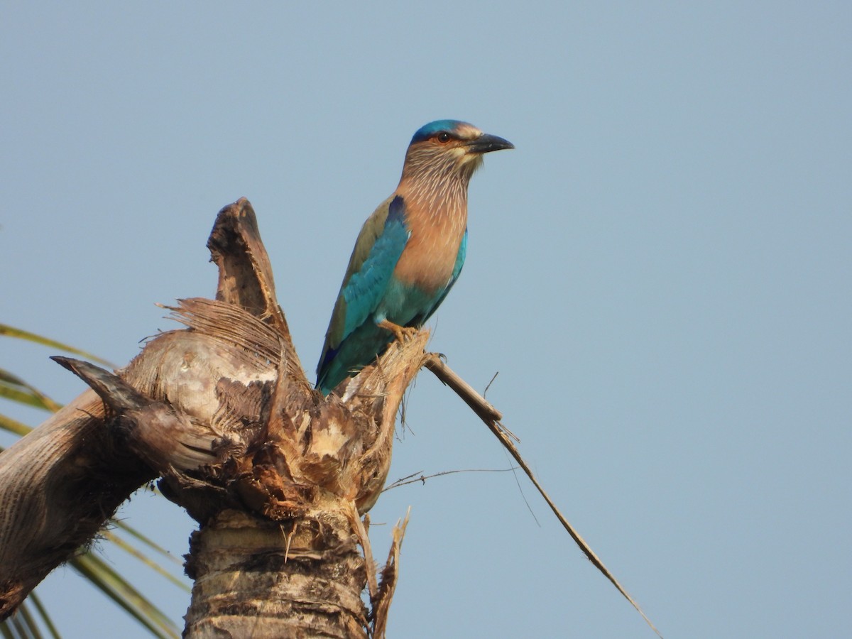 Indian Roller - ML650958190