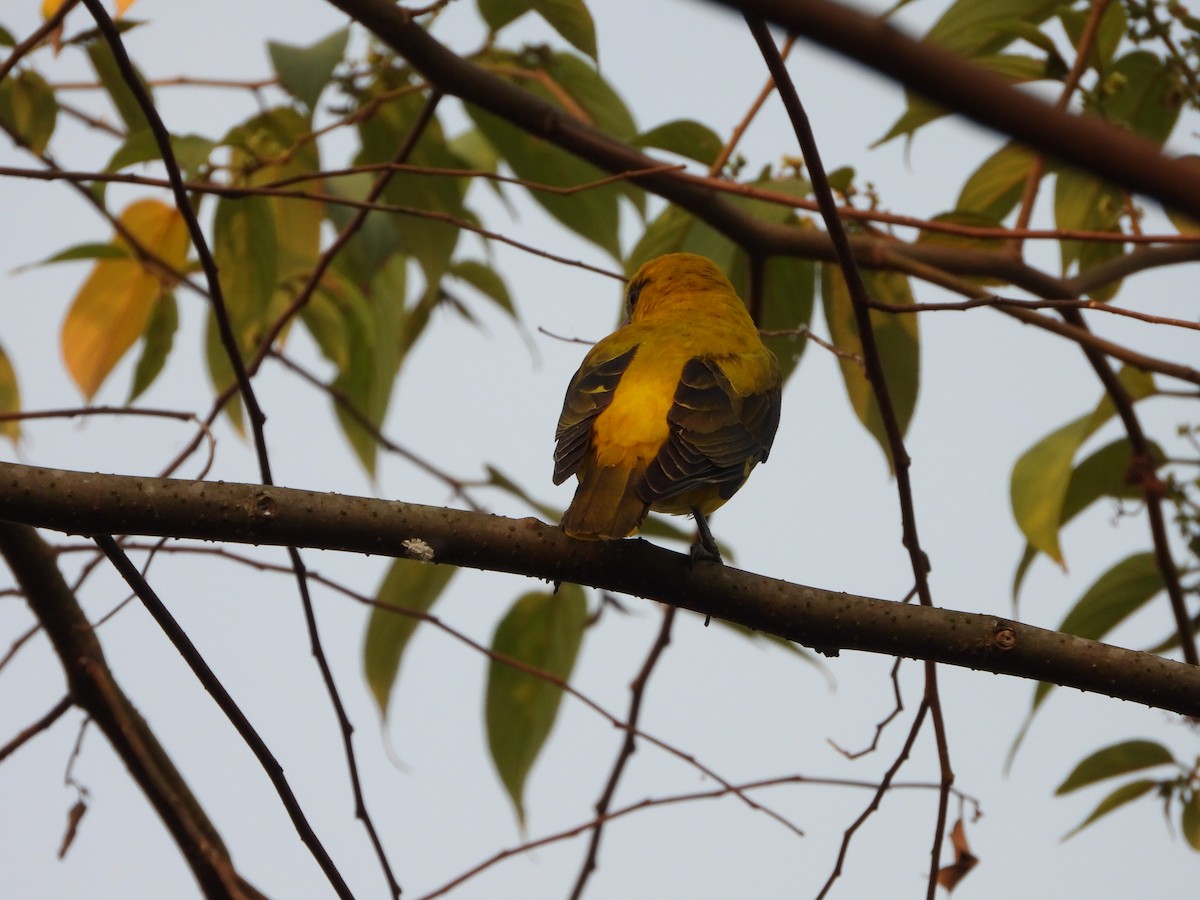 Indian Golden Oriole - ML650958214