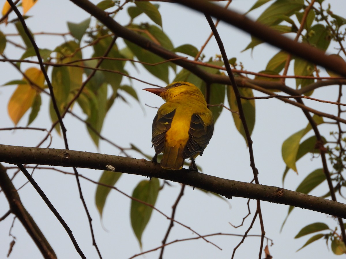 Indian Golden Oriole - ML650958215