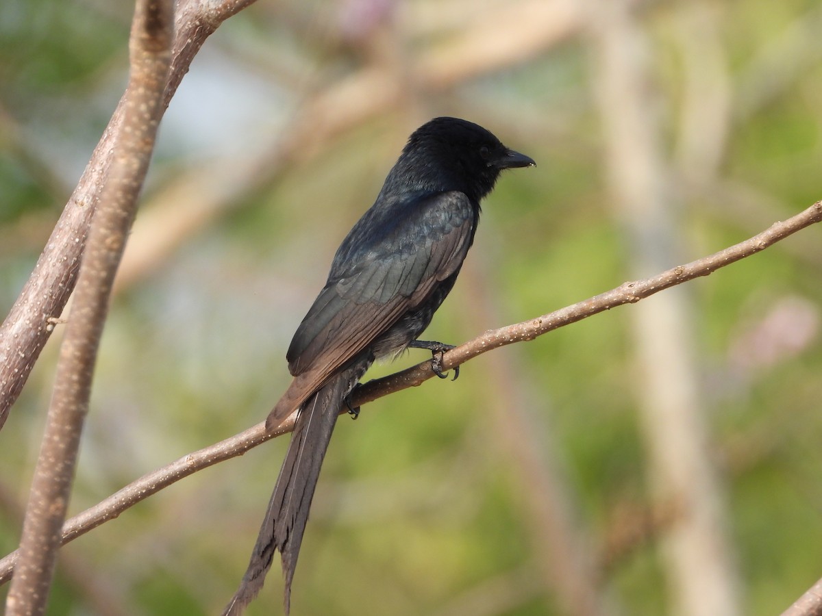 Black Drongo - ML650958237