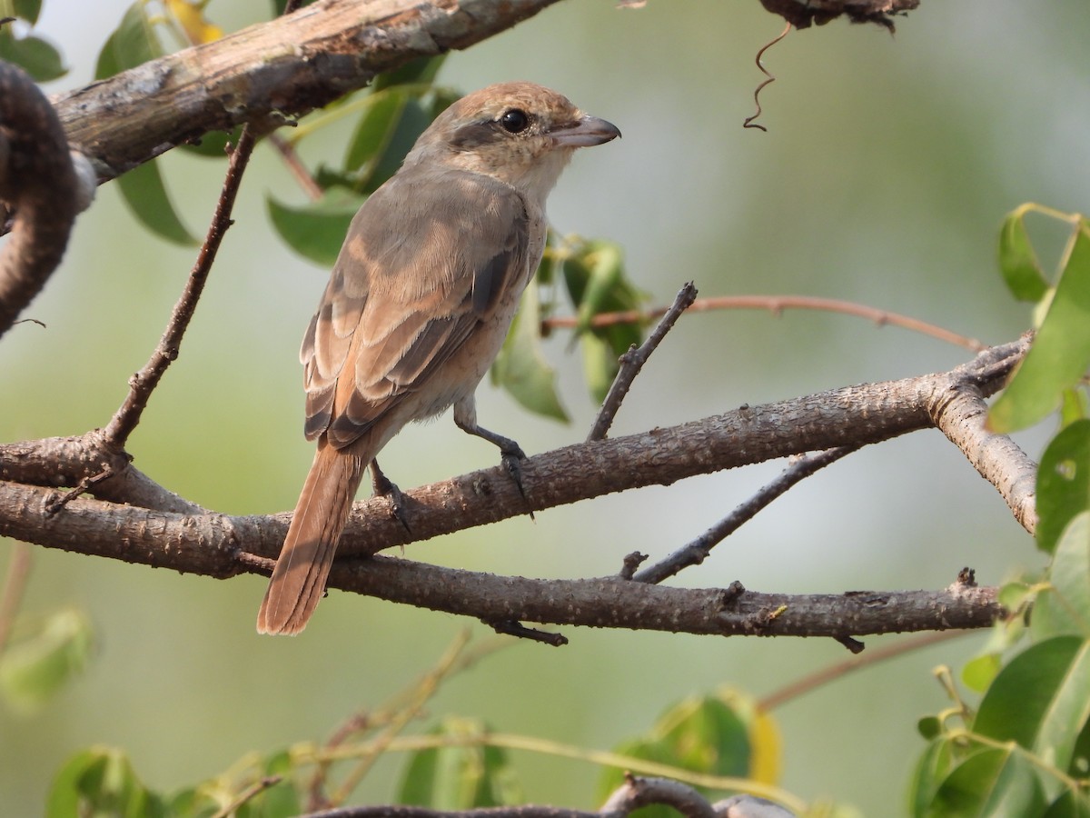 Isabelline Shrike - ML650958260