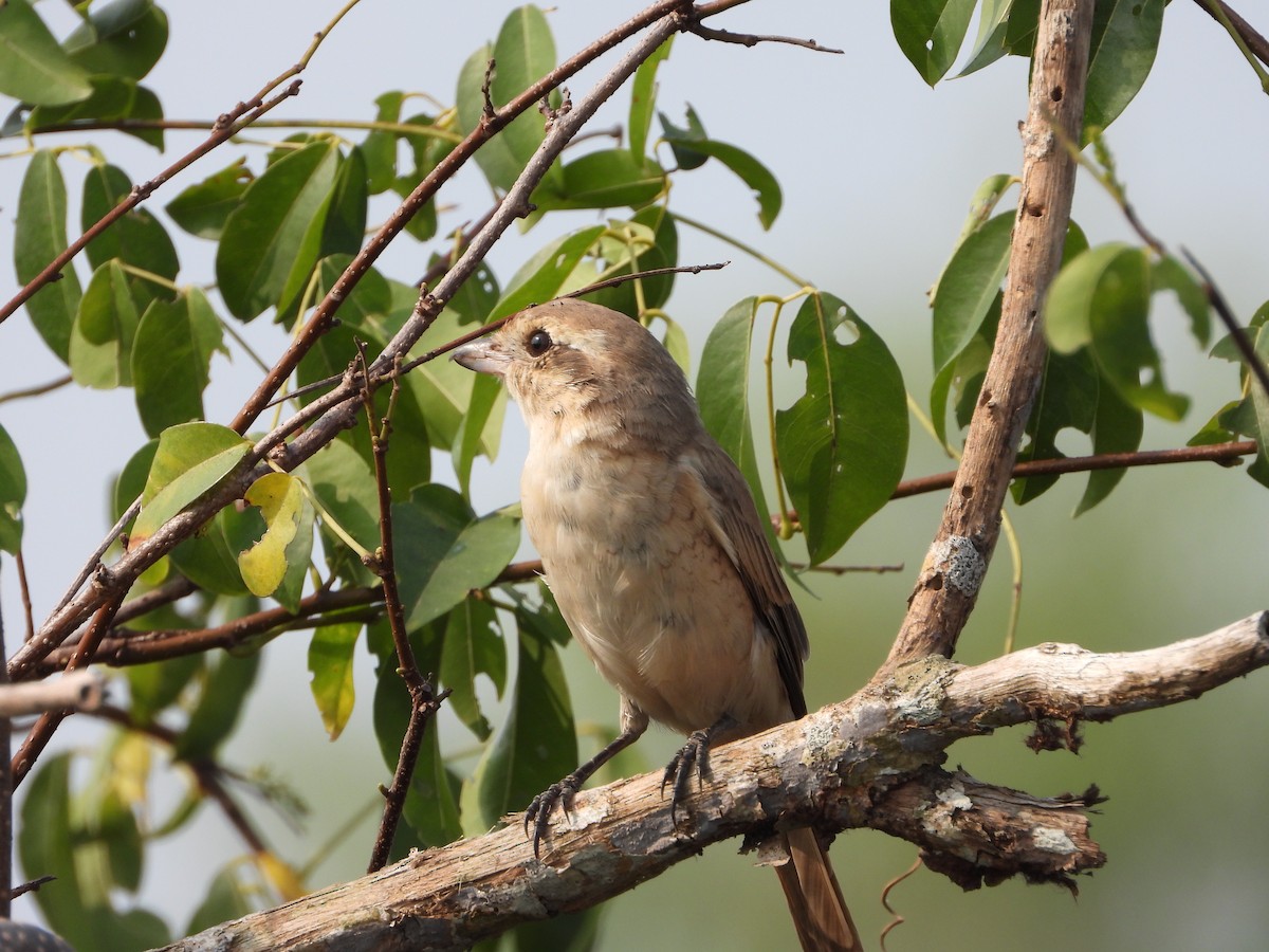 Isabelline Shrike - ML650958261