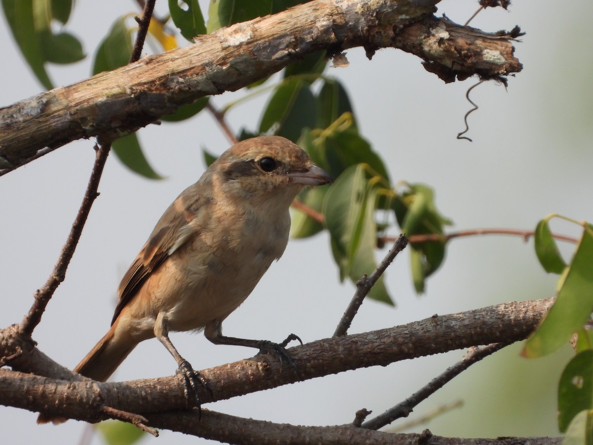 Isabelline Shrike - ML650958262