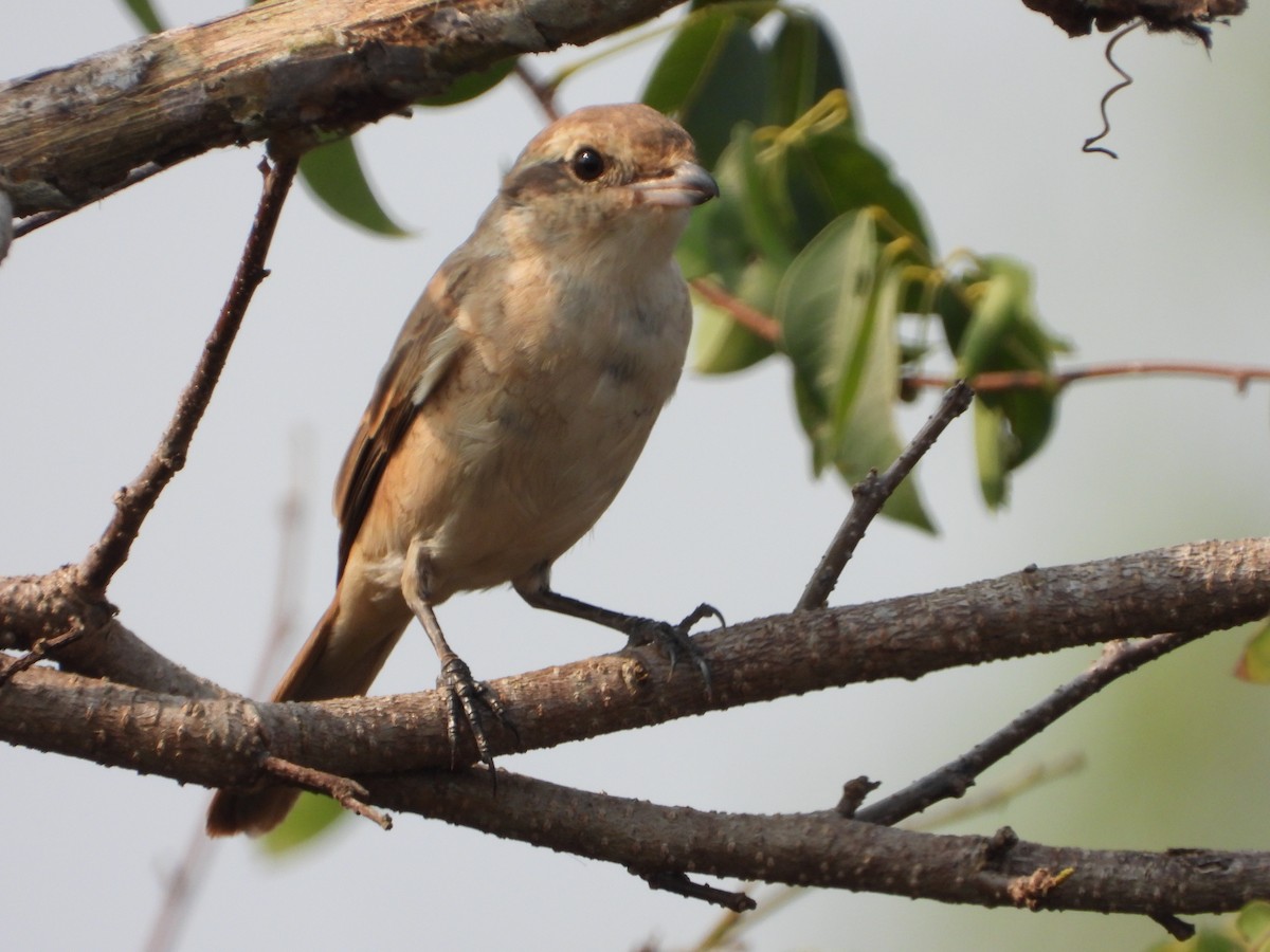 Isabelline Shrike - ML650958263