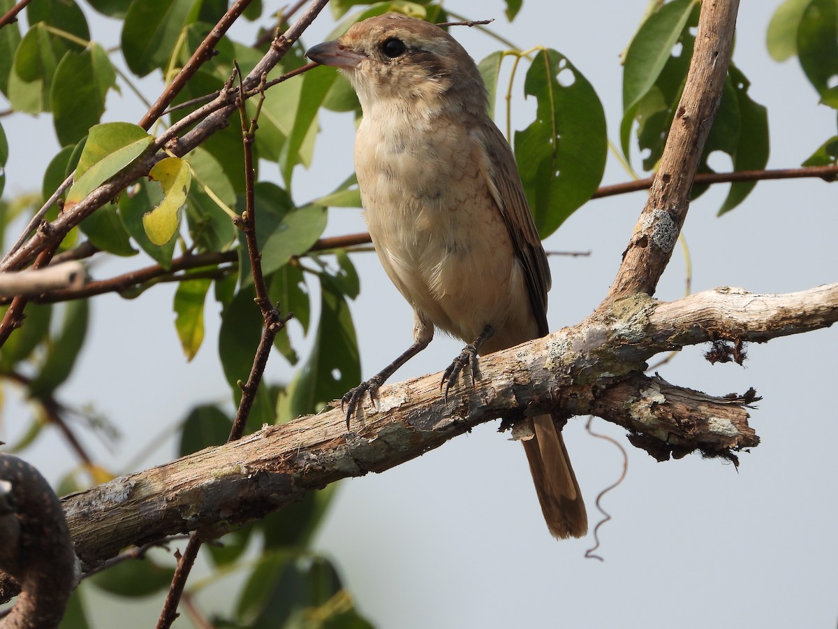 Isabelline Shrike - ML650958264