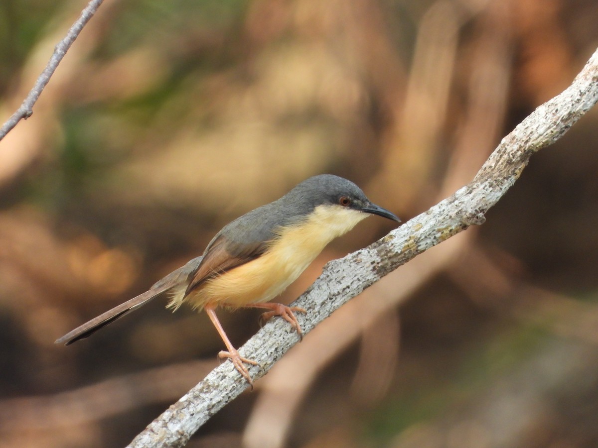 Ashy Prinia - ML650958279