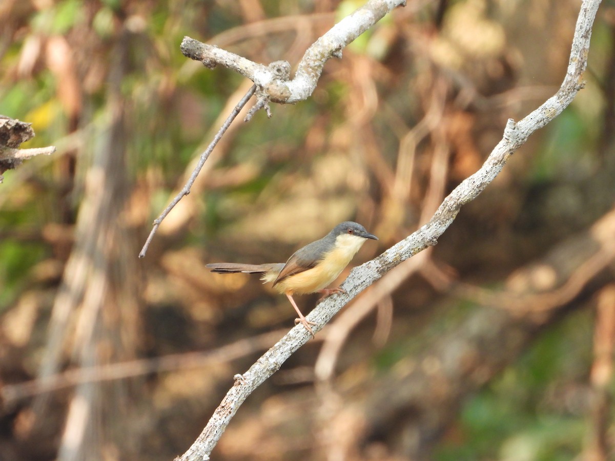 Ashy Prinia - ML650958280