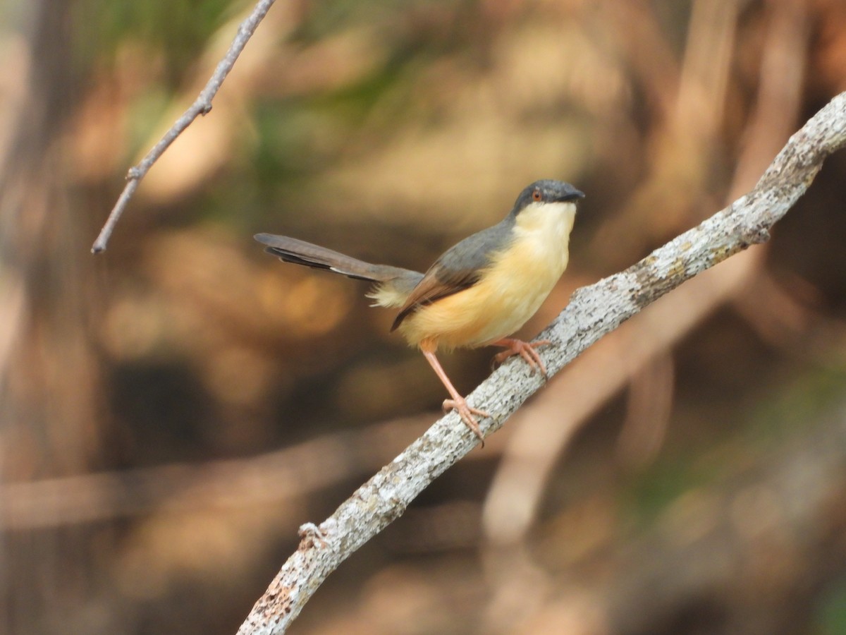 Ashy Prinia - ML650958281