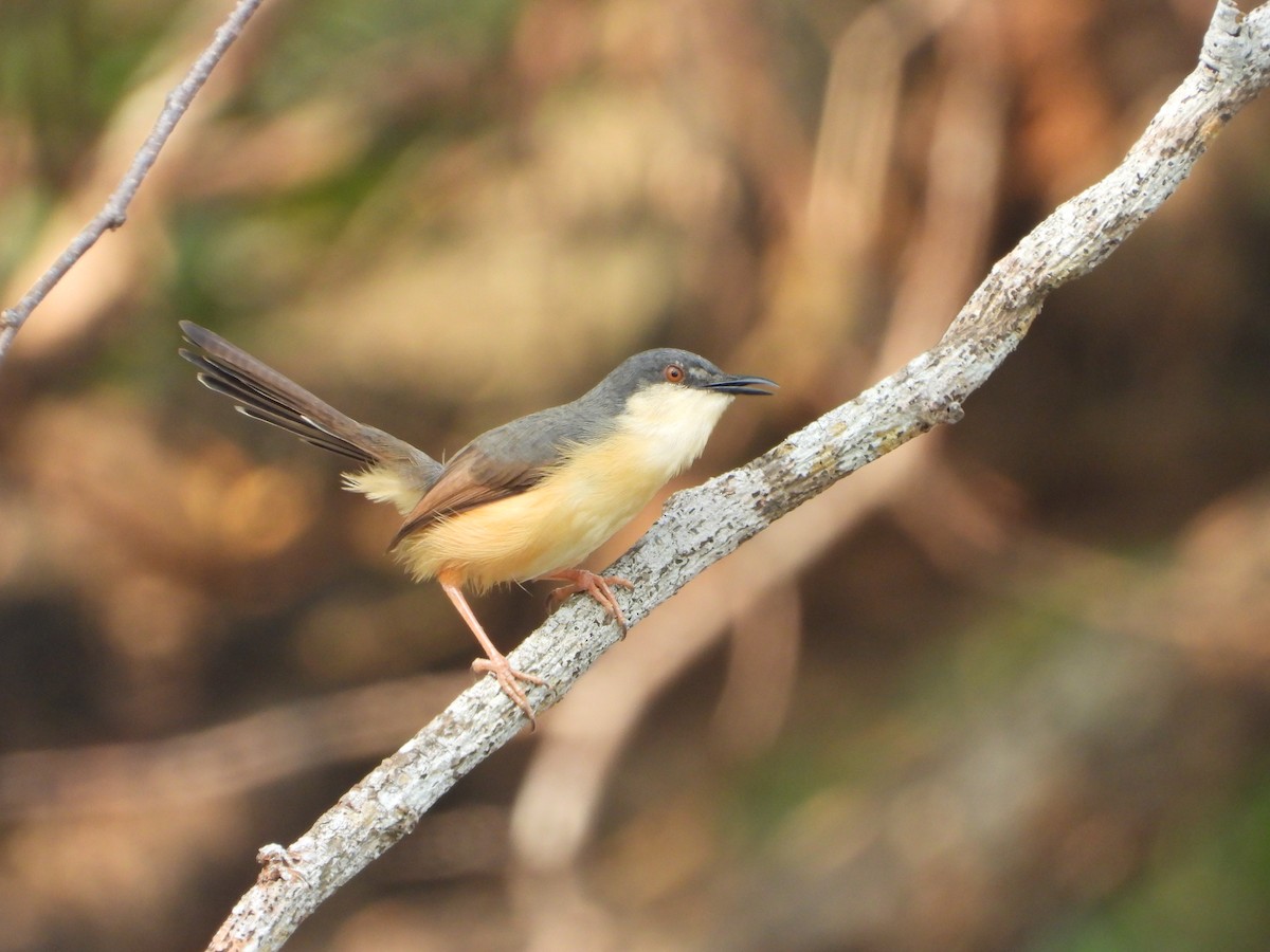 Ashy Prinia - ML650958282