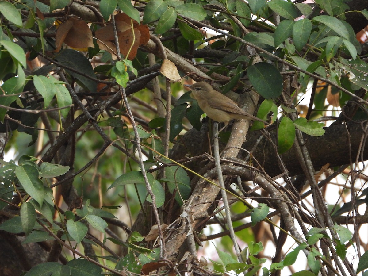 Blyth's Reed Warbler - ML650958324