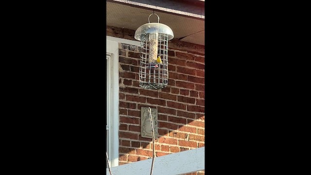 Kiefernwaldsänger - ML650958348