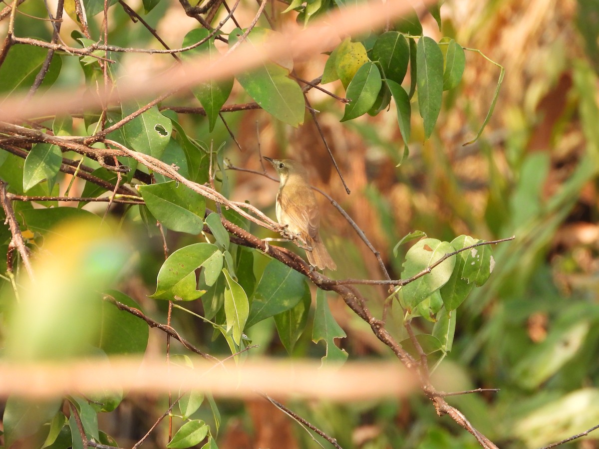 Blyth's Reed Warbler - ML650958351