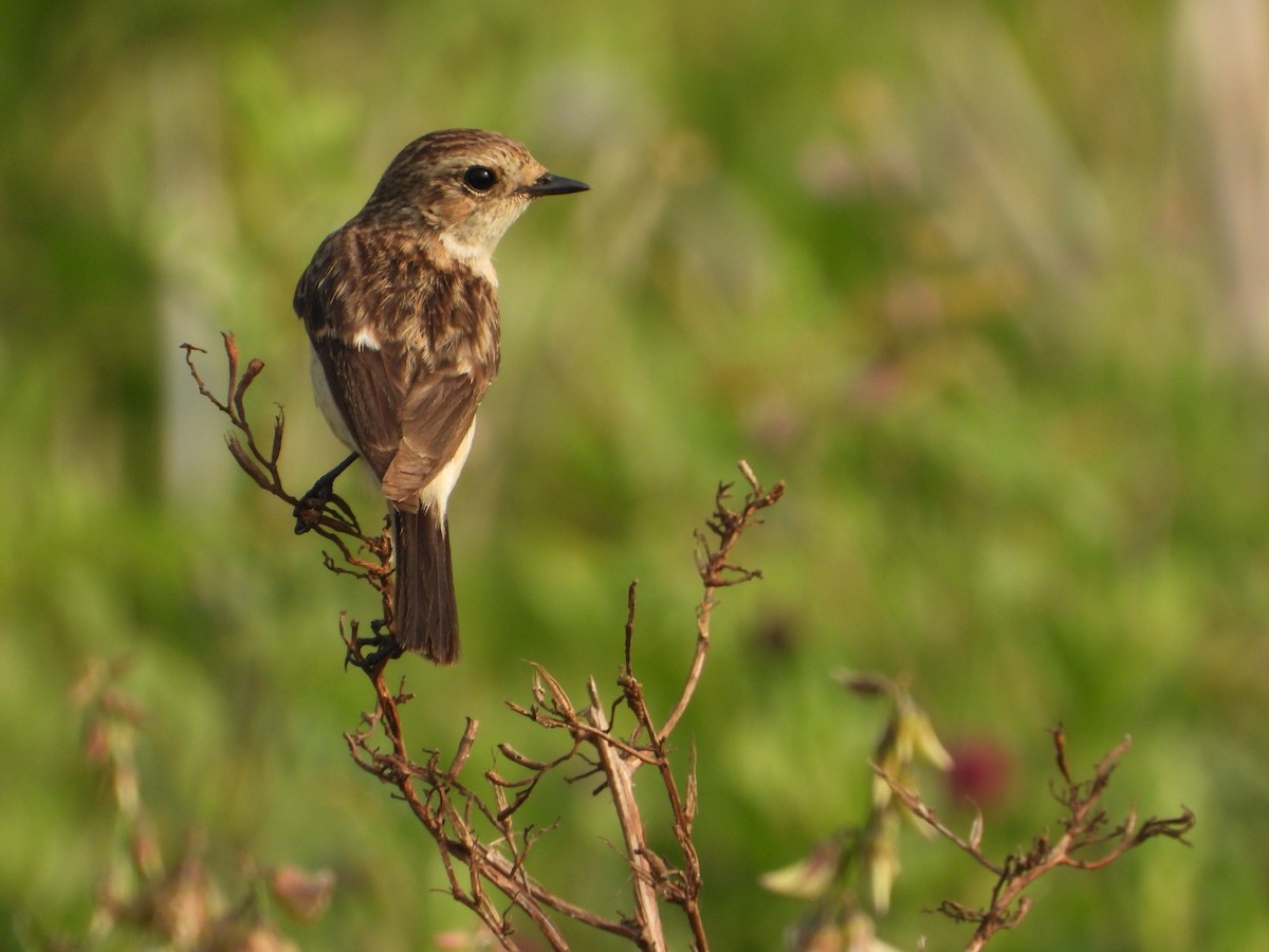 Siberian Stonechat (Siberian) - ML650958373