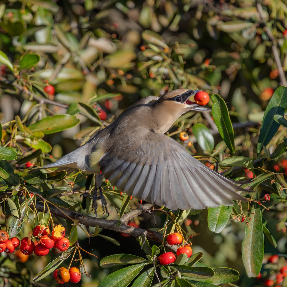 ヒメレンジャク - ML650958391