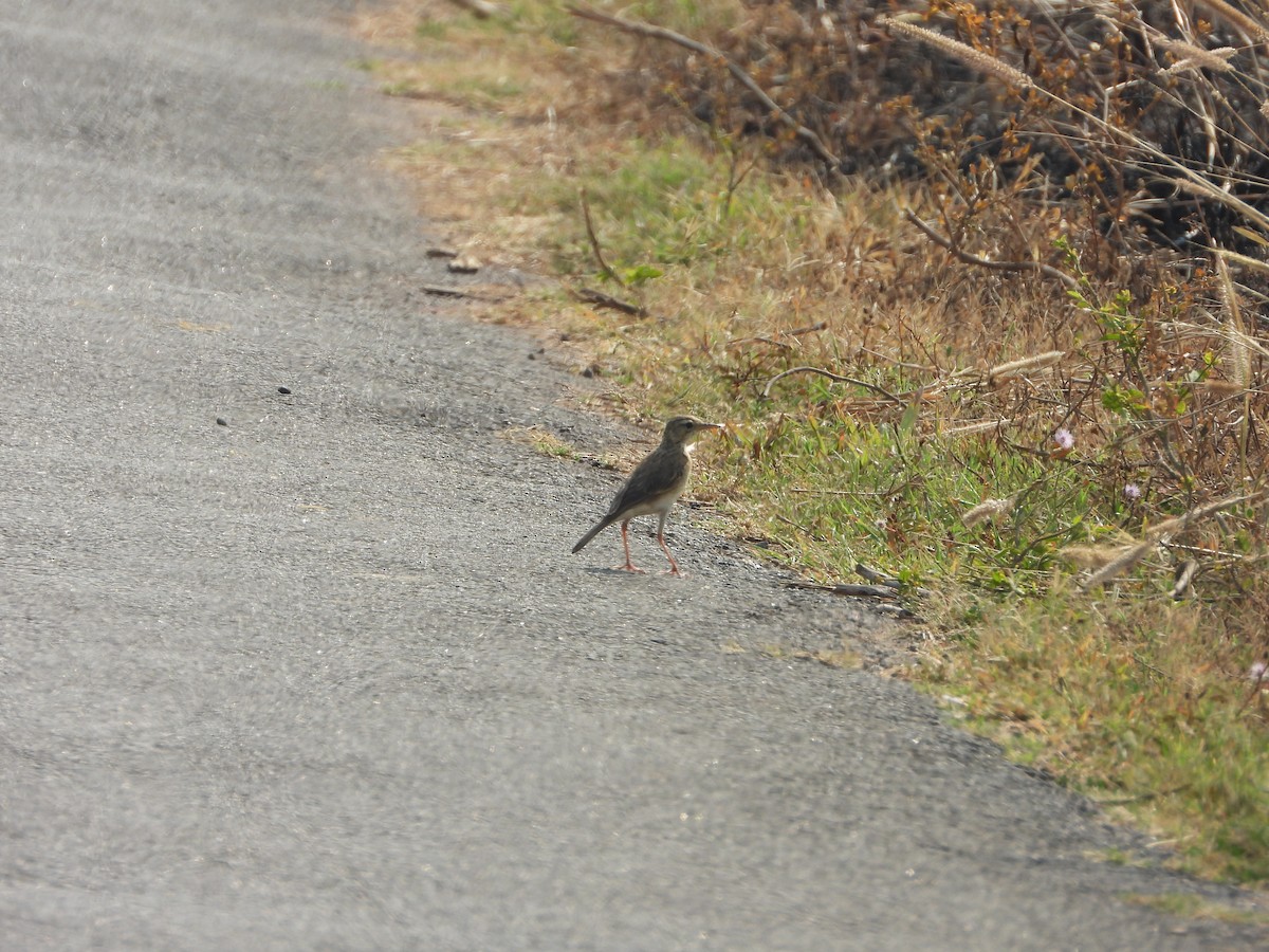 Paddyfield Pipit - ML650958397