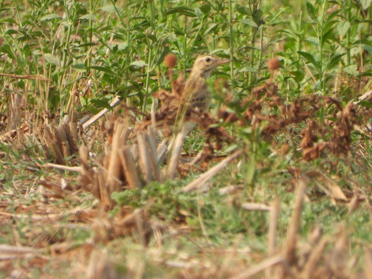 Paddyfield Pipit - ML650958433