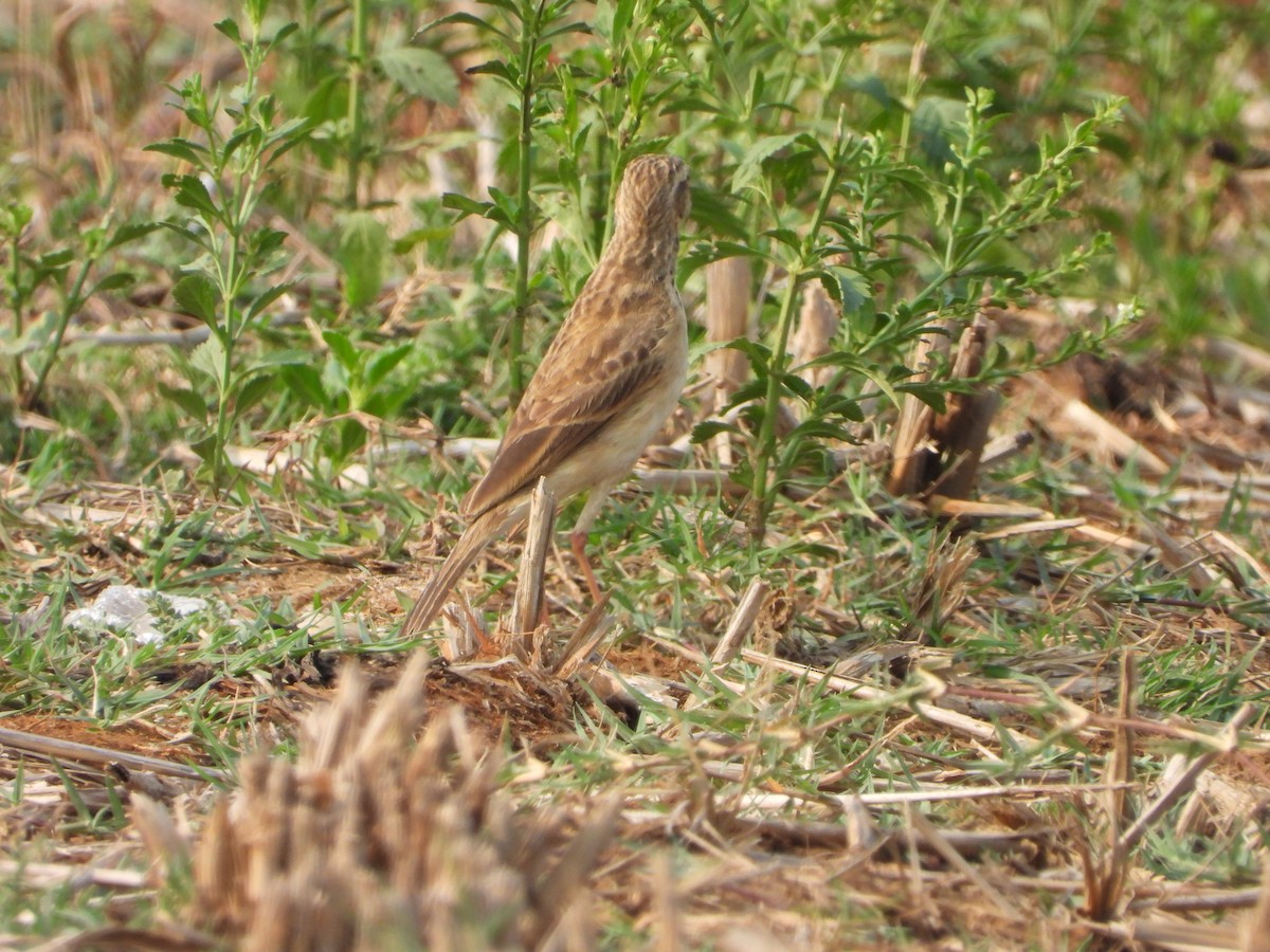 Paddyfield Pipit - ML650958434