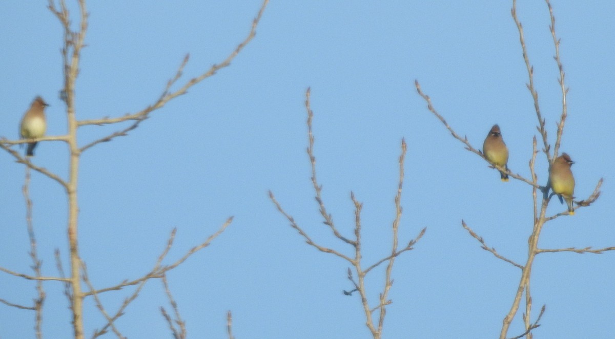 ヒメレンジャク - ML650958636