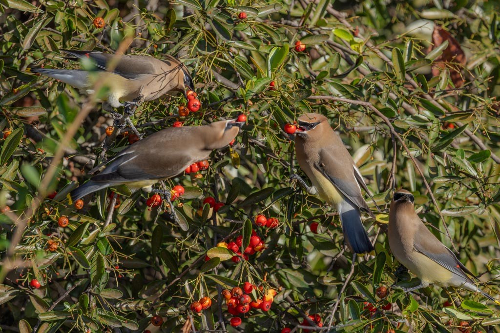 ヒメレンジャク - ML650958799