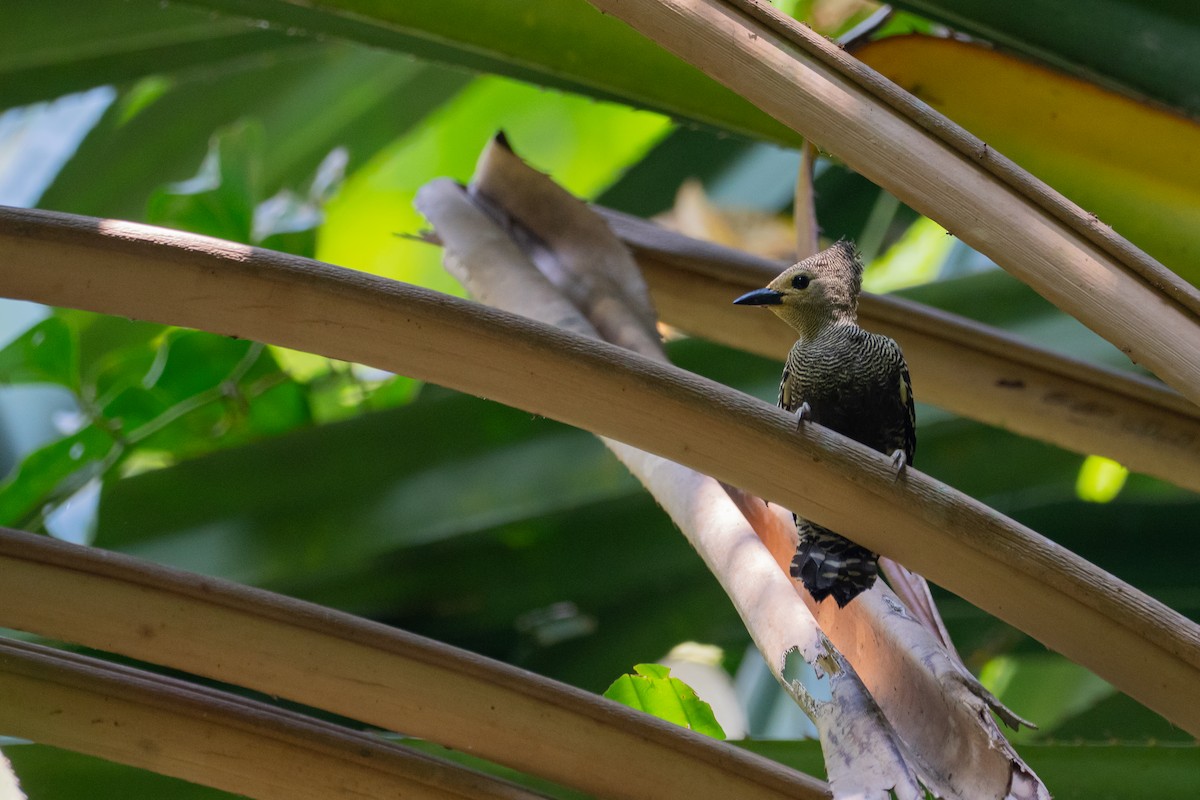 Buff-rumped Woodpecker - ML650958981