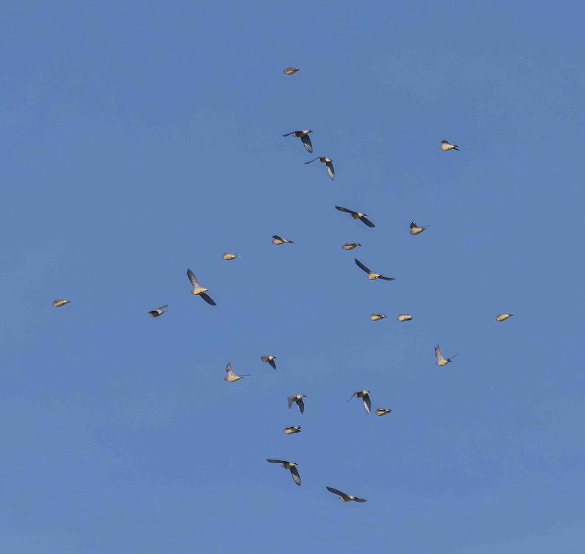 ヒメレンジャク - ML650959368