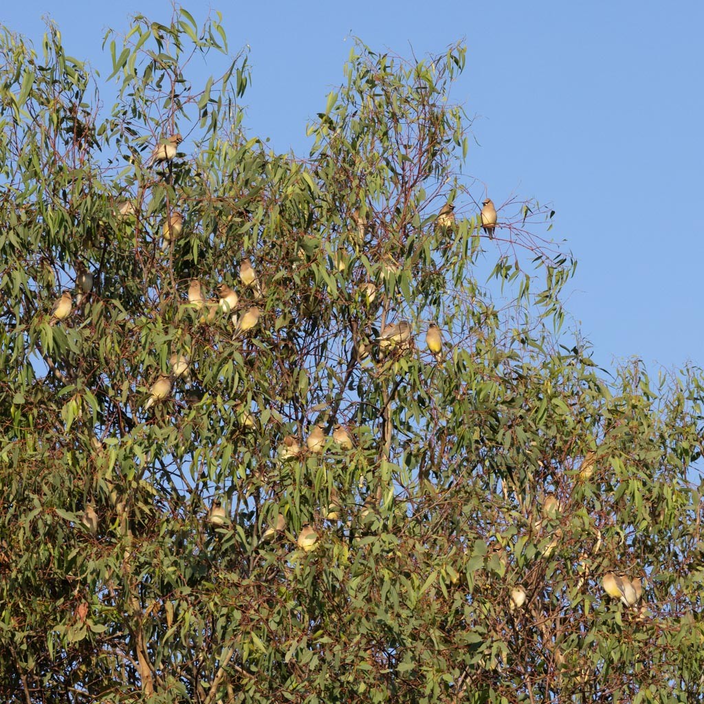 ヒメレンジャク - ML650959552