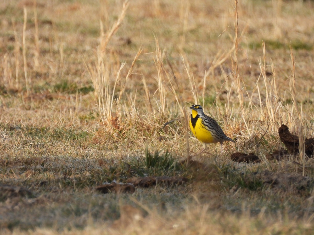 ヒガシマキバドリ - ML650960027