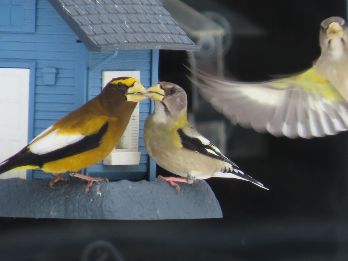 Evening Grosbeak - ML650960099