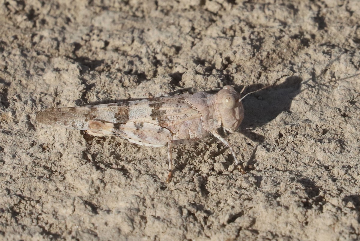 Pallid-winged Grasshopper - ML650960443
