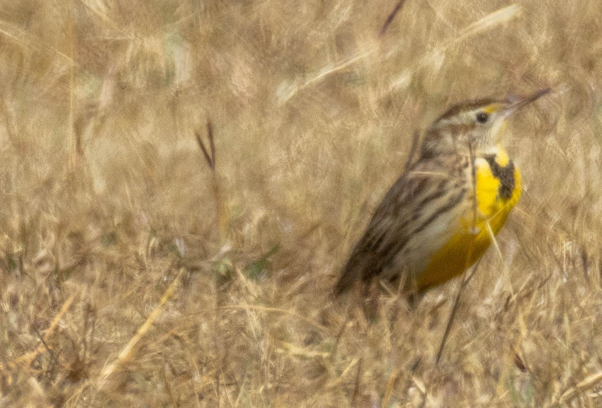 ヒガシマキバドリ - ML650960532