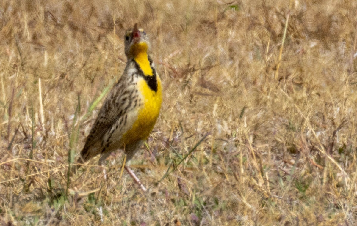 ヒガシマキバドリ - ML650960543