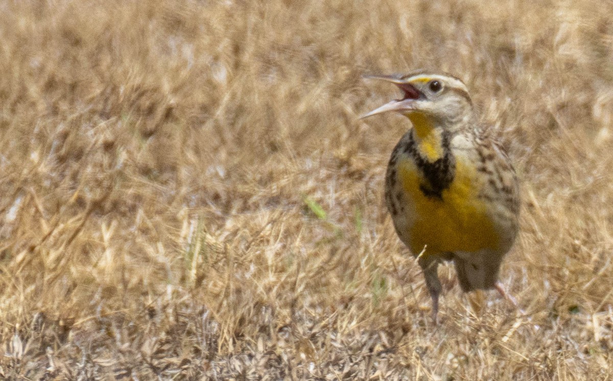 ヒガシマキバドリ - ML650960547