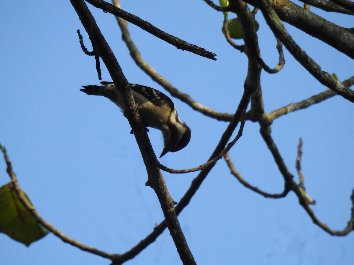 Pico Crestipardo - ML650960669