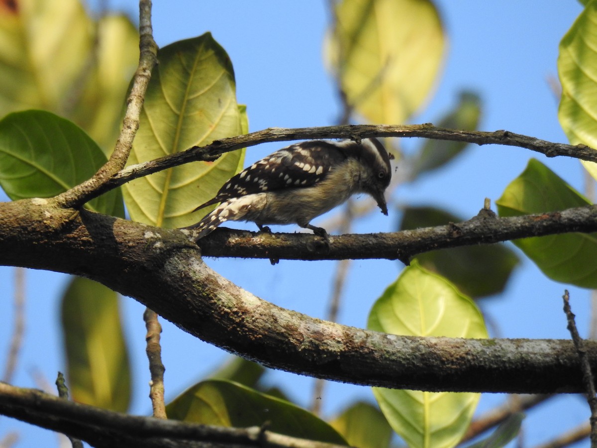 Pico Crestipardo - ML650960672