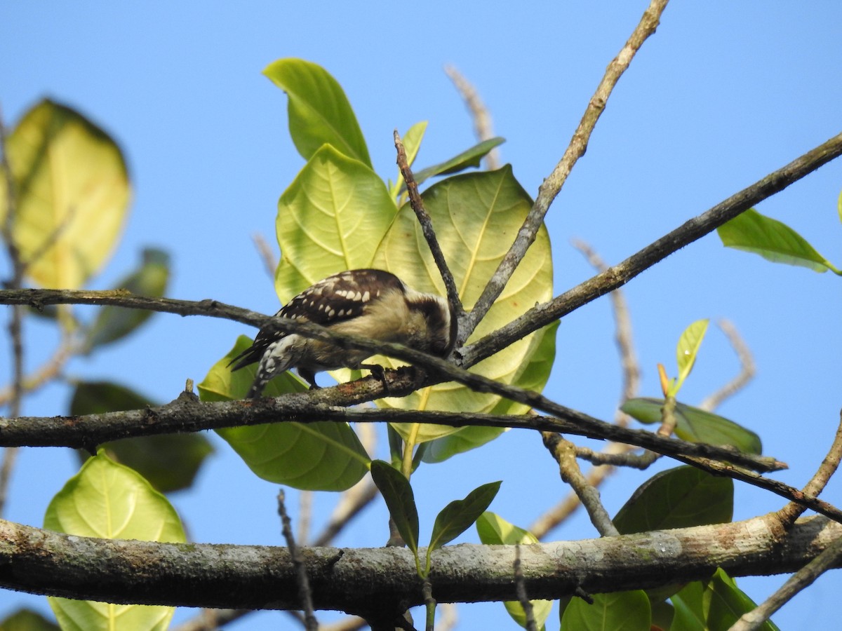 Pico Crestipardo - ML650960674