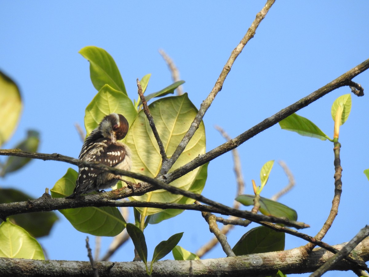 Pico Crestipardo - ML650960675