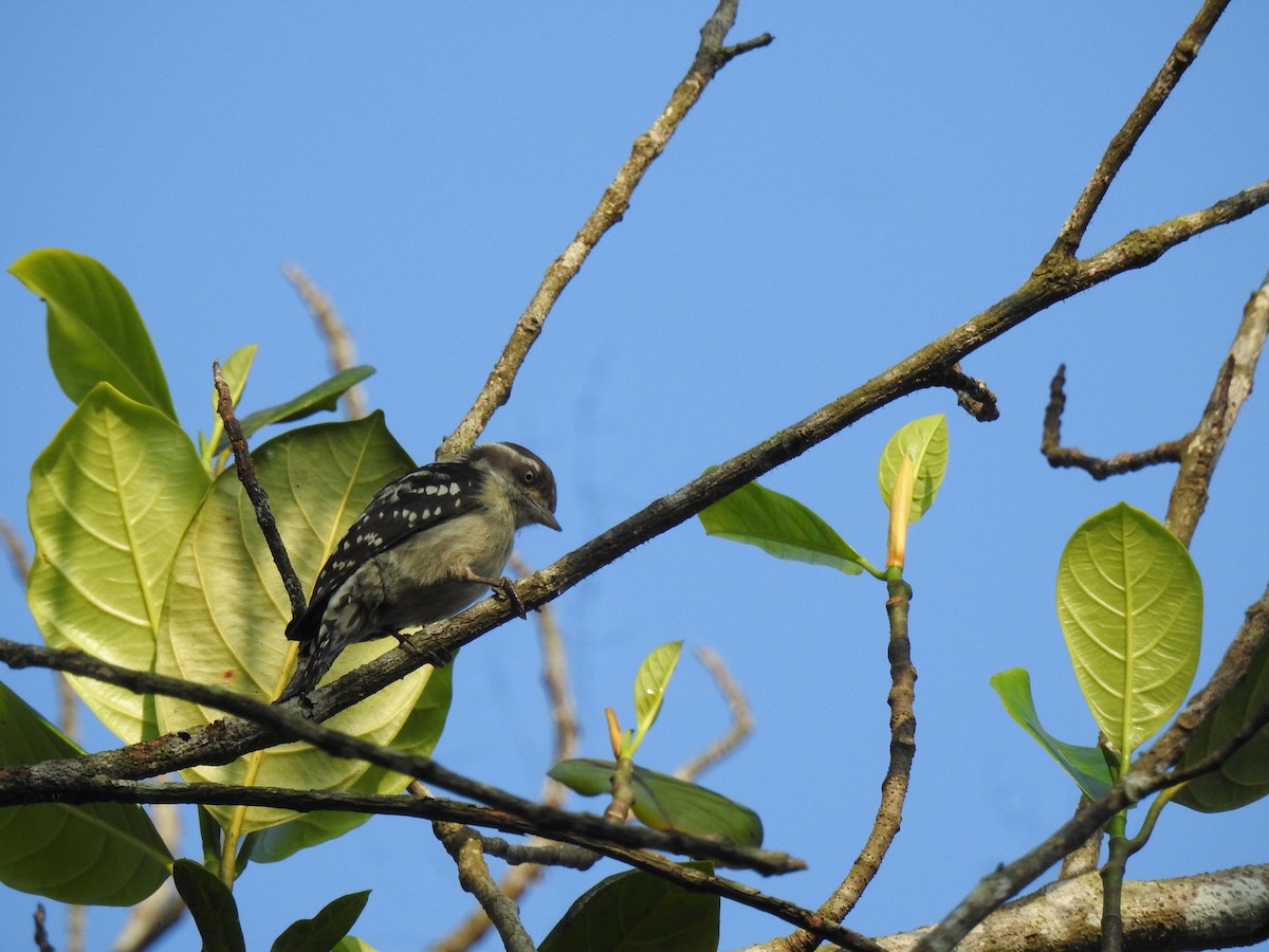 Pico Crestipardo - ML650960676