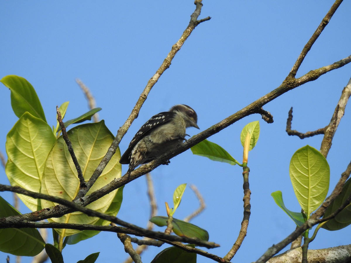 Pico Crestipardo - ML650960677