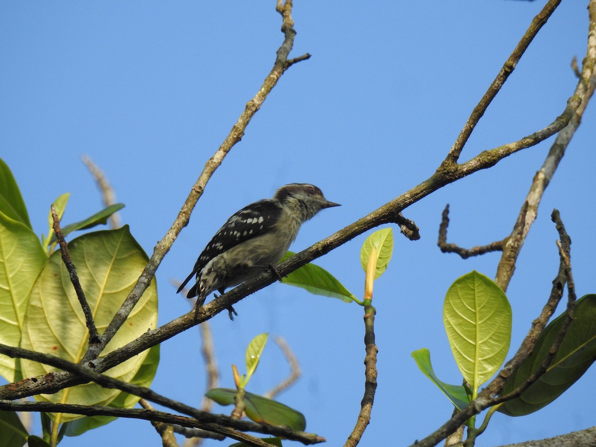 Pico Crestipardo - ML650960678