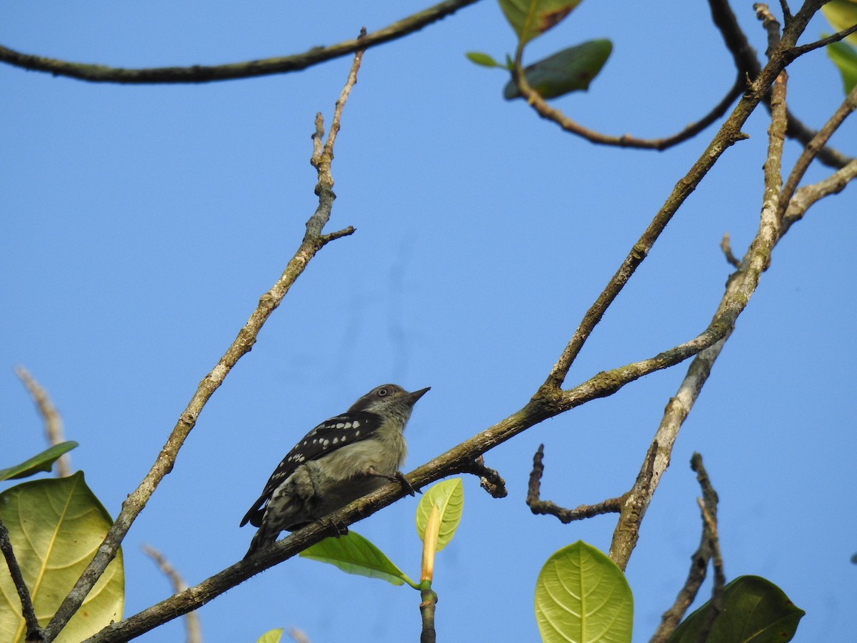 Pico Crestipardo - ML650960679