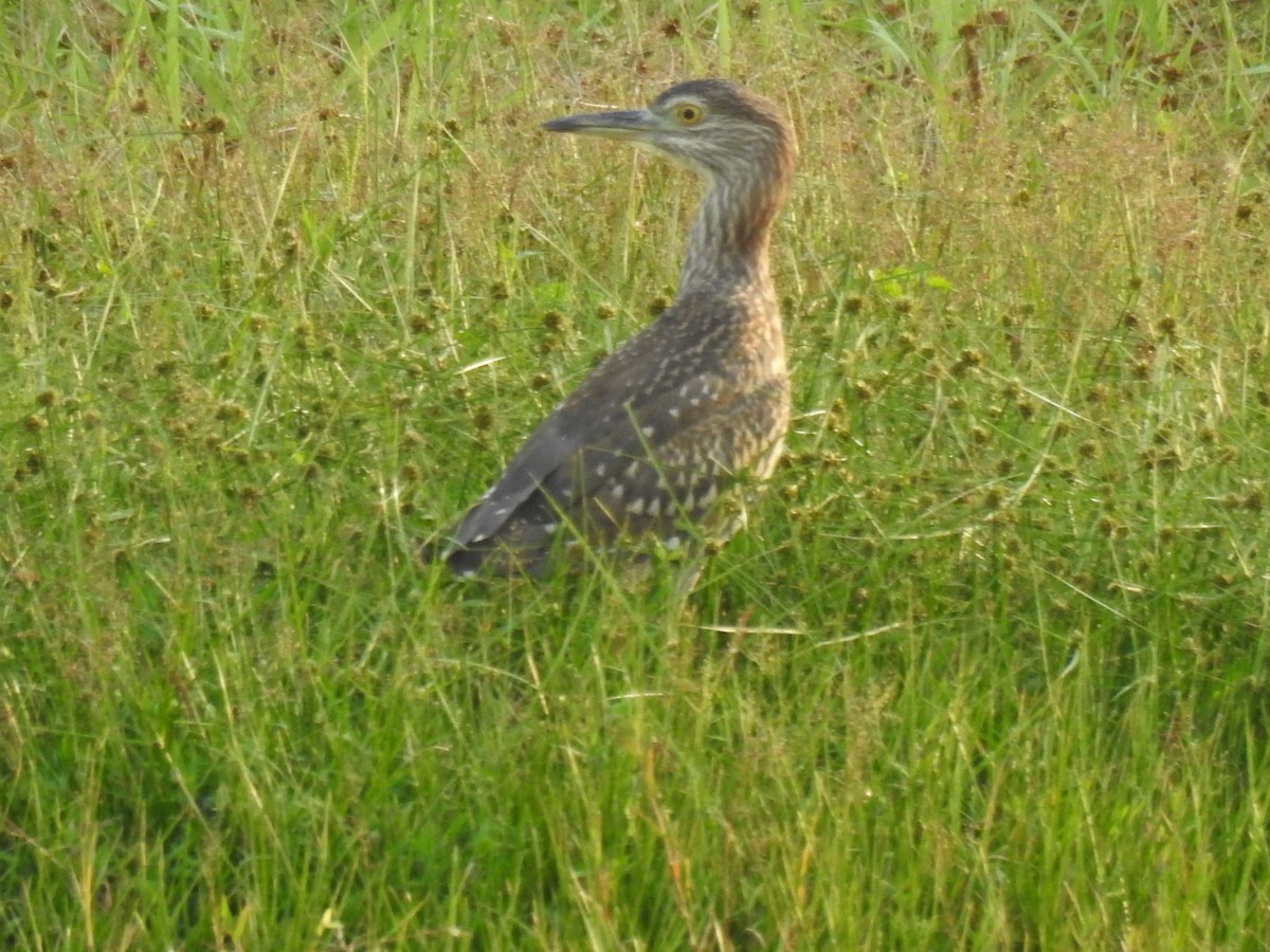 Martinete Común - ML650960813