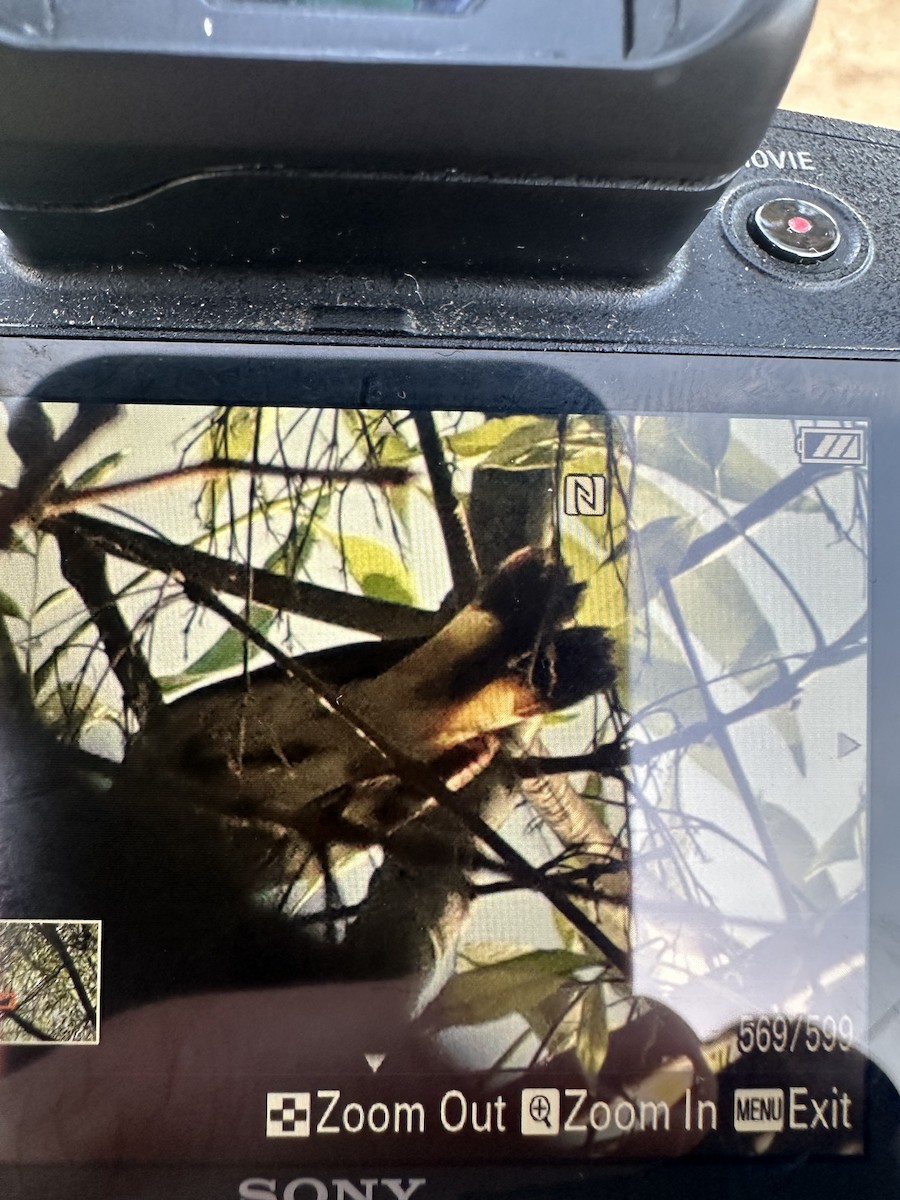 American Redstart - ML650960853